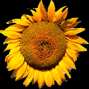 zb_ani.gif (85317 bytes)
